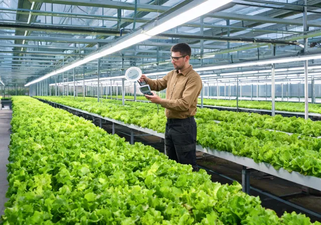 Technician measuring horticultural light at crop canopy