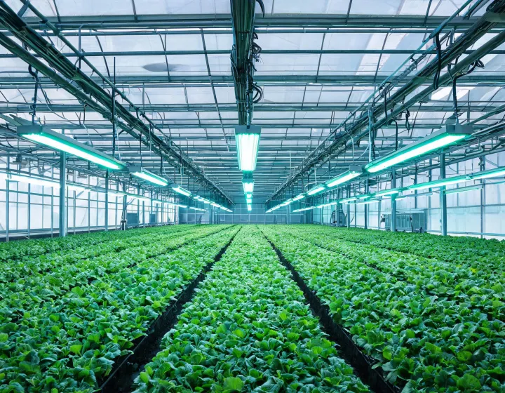Linear horticultural luminaires illuminating a dense greenhouse canopy